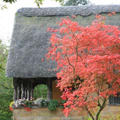 Acer japonicum ‘Aconitifolium’