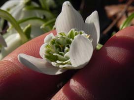 Galanthus 'Flore Pleno'