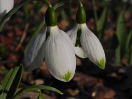 Galanthus viridapice