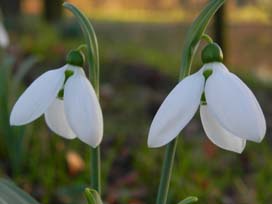 Galanthus elwesii 