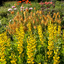 Baptisia sphaerocarpa