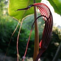 Arisaema costatum