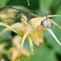 Epimedium Amber Queen