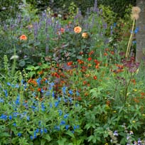 Border met eenjarige planten