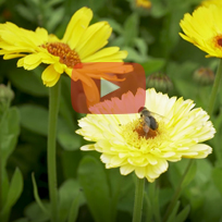 Kweken voor de toekomst #1 - biodiversiteit