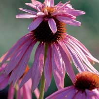 Thème cette année: Plantes à réputation