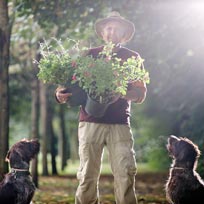 Schaduwplanten