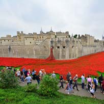 Engelse ‘Poppy’