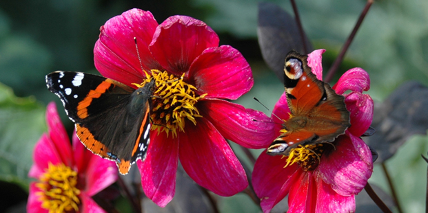 Lezing Wankja Ferguson over wilde bijen en vlinders